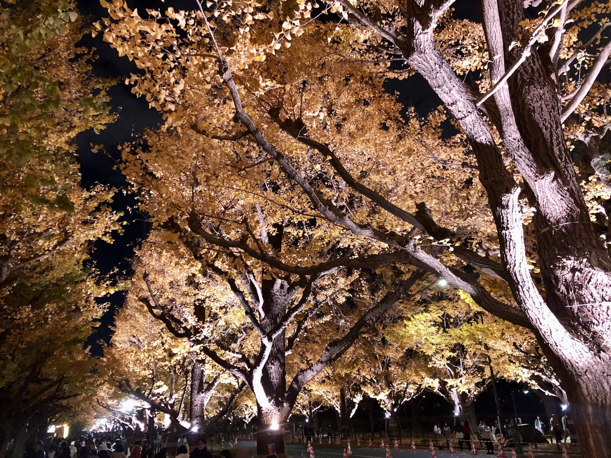 🍂 다루미즈 천본 은행나무 정원(타루미즈 센본 이초엔) 이미지 6